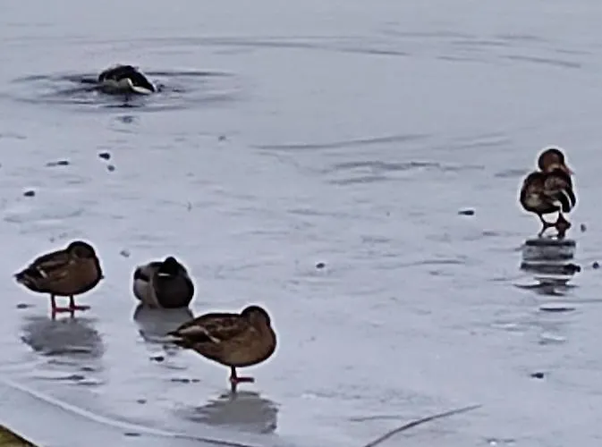 Zakatek Zurawi 2 Lodge Świnoujście